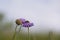 Cornflowers with a bumblebee