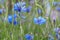 Cornflowers, Centaurea cyanus background