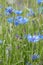 Cornflowers, Centaurea cyanus, macro background