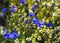 Cornflowers and daisies in a field of wildflowers near West Wickham in Kent, UK