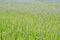 cornflowers in a farmers field with wheate