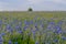 Cornflowers field