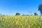 Cornflowers in he fields