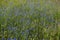 Cornflowers flowers on a cereal field. View from above