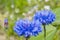 Cornflowers Flowers on a field in summer