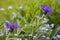 Cornflowers and forget-me-not