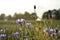 Cornflowers in meadow