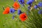 Cornflowers and poppies standing out