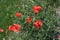 Cornflowers or Poppy flowrs grow in wild