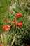 Cornflowers or Poppy flowrs grow in wild