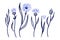 Cornflowers set. Hand drawn line colored knapweed flowers and leaves, stem and petals. Herbal and meadow plant collection, decor