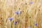 Cornflowers wheat field background