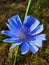 Cornflowers. Wild blue flowers blooming in the garden. Close up image