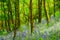Cornish Bluebells Woods