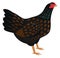 The Cornish chicken Breed of domestic birds Vector illustration Isolated object Organic farm