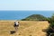 Cornish cow Black Head headland St Austell Bay Cornwall