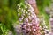 Cornish heath erica vagans flower