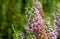 Cornish heath erica vagans flower