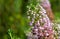 Cornish heath erica vagans flower