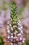 Cornish heath erica vagans flower