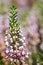 Cornish heath erica vagans flower