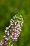 Cornish heath erica vagans flower