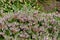 Cornish heath erica vagans flowers