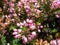 Cornish heath or wandering heath (Erica vagans) \\\'Pyrenees Pink\\\' with dark green foliage flowering