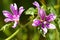 Cornish mallow flowers (Lavatera cretica)