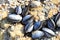 Cornish Mussels Clinging to Rock.