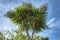 Cornish palm  Cordyline Australis.