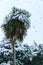 Cornish palm (Cordyline Australis) and conifers covered in snow.