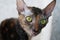 Cornish Rex cat closeup photo