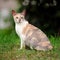 Cornish Rex Cat with Curly Hair Outdoors