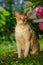 Cornish Rex Cat with Curly Hair Outdoors