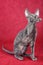 Cornish Rex cat gray kitten raised paw