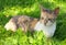 Cornish Rex Cat on Green Grass