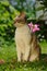 Cornish Rex Cat on Green Lawn in Summer