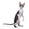 Cornish Rex cat / kitten standing on back paws