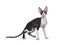 Cornish Rex cat / kitten standing side ways