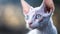 Cornish Rex Cat Medium Shot White Pink Blue Magical Fantasy Bokeh. Generative AI