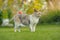 Cornish Rex Cat Outdoors on Green Lawn in Summer