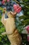 Cornish Rex Cat Playing with Flowers