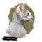 Cornish Rex Cat Portrait Isolated, Digital Art