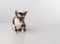 Cornish Rex Cat Sitting on the White Desk. White Background. Open Mouth