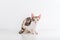 Cornish Rex Cat Sitting on the White table with Reflection. White Wall Background.