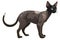 Cornish Rex Cat Sticker On Isolated Tansparent Background, Png, Logo. Generative AI
