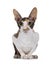 Cornish Rex cat on white background