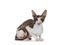 Cornish Rex cat on white background