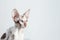 Cornish Rex Cat On White Background. Copy Space. Generative AI